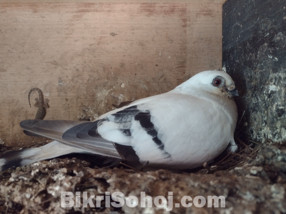 দামাছিন নর
